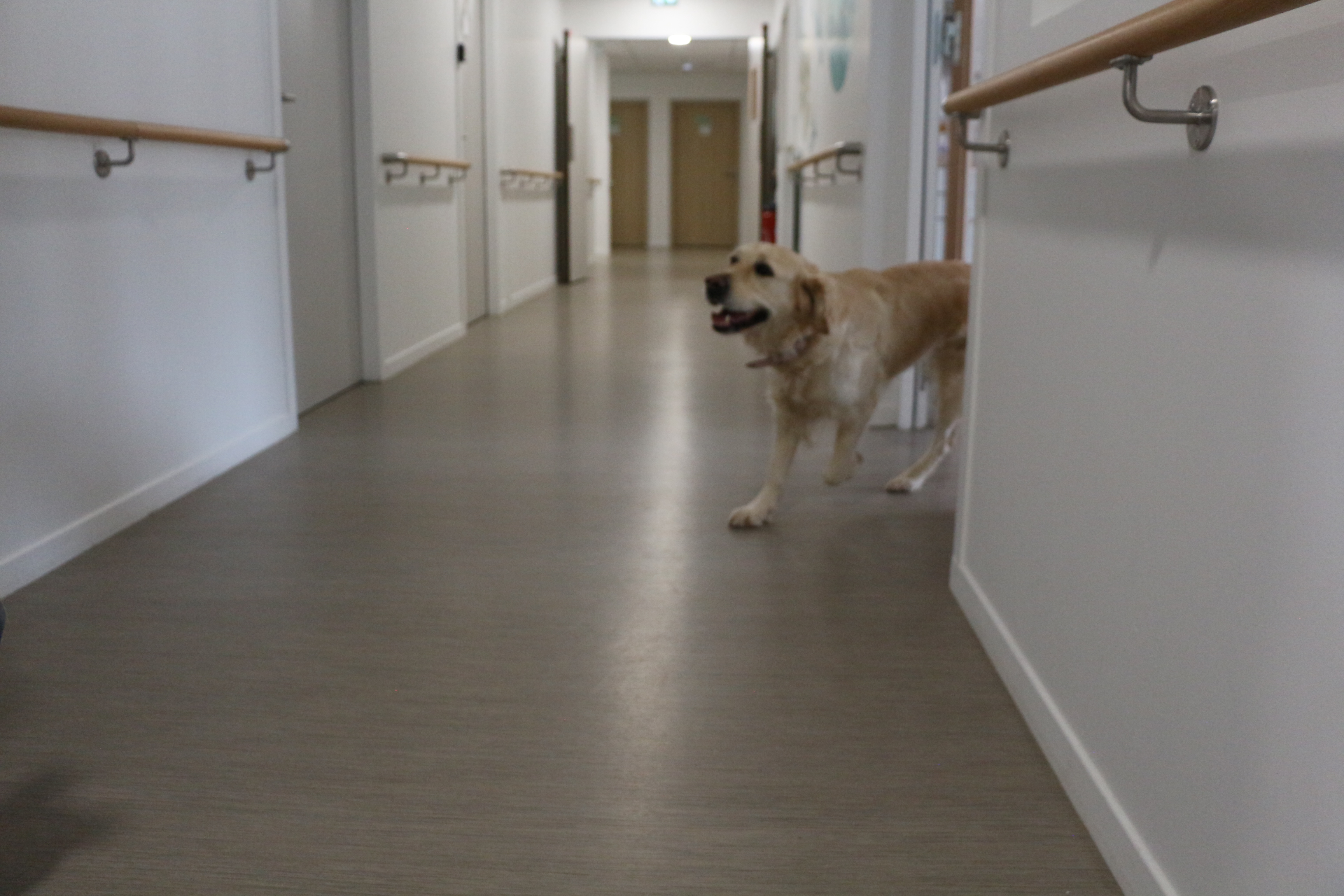 Lecture avec le chien (LAC)