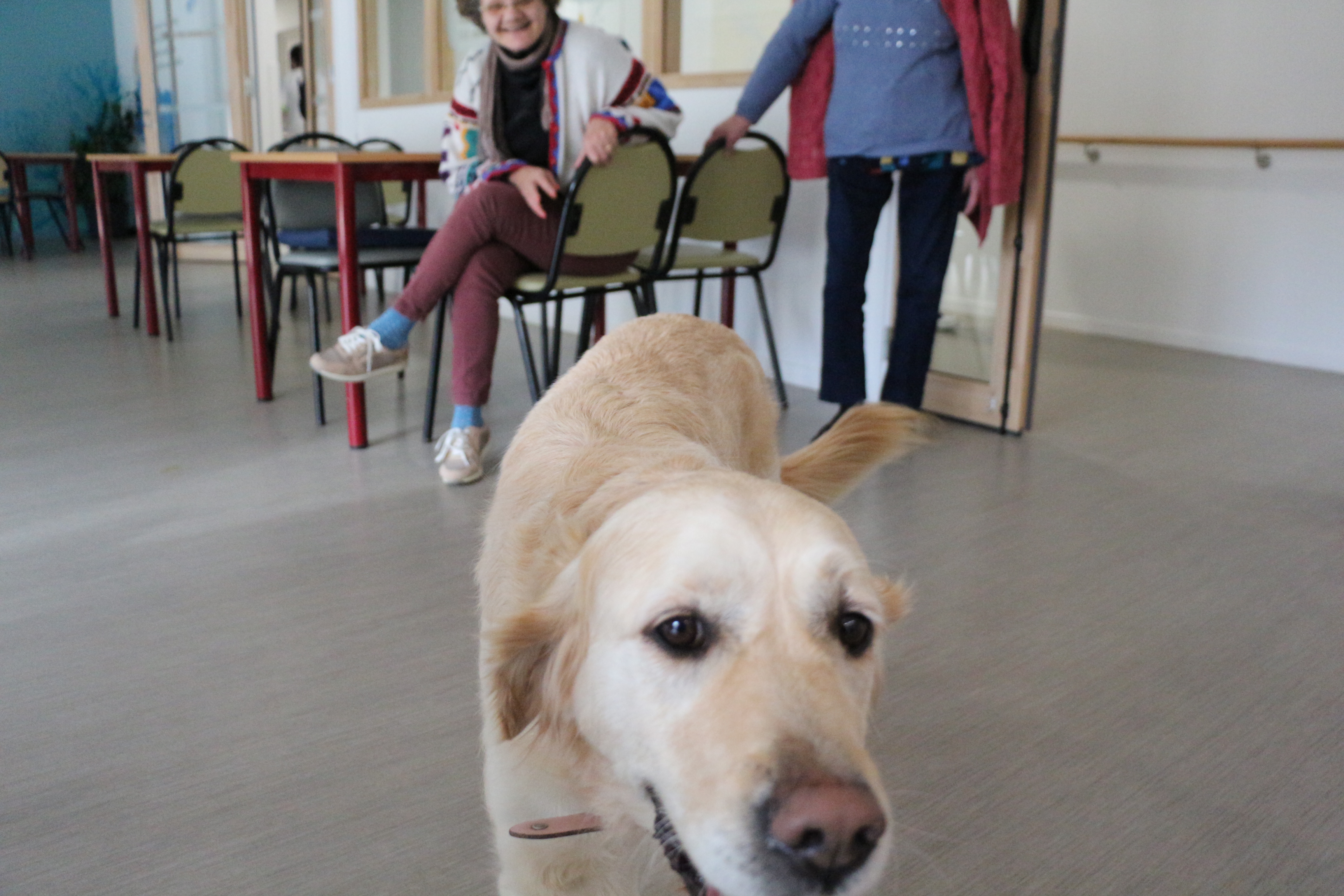 Lecture avec le chien (LAC)