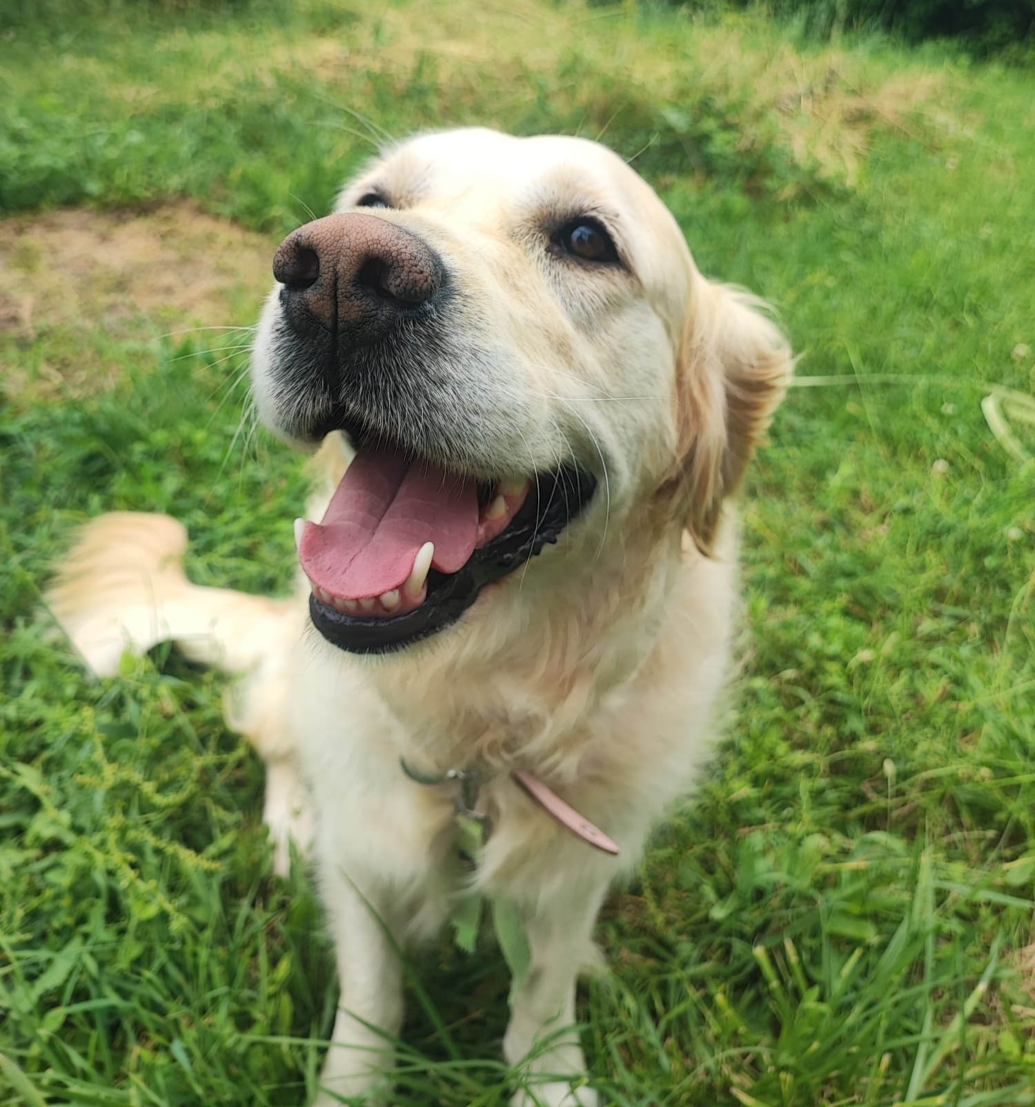 Photo de l'animal appelé Pretty - La force tranquille