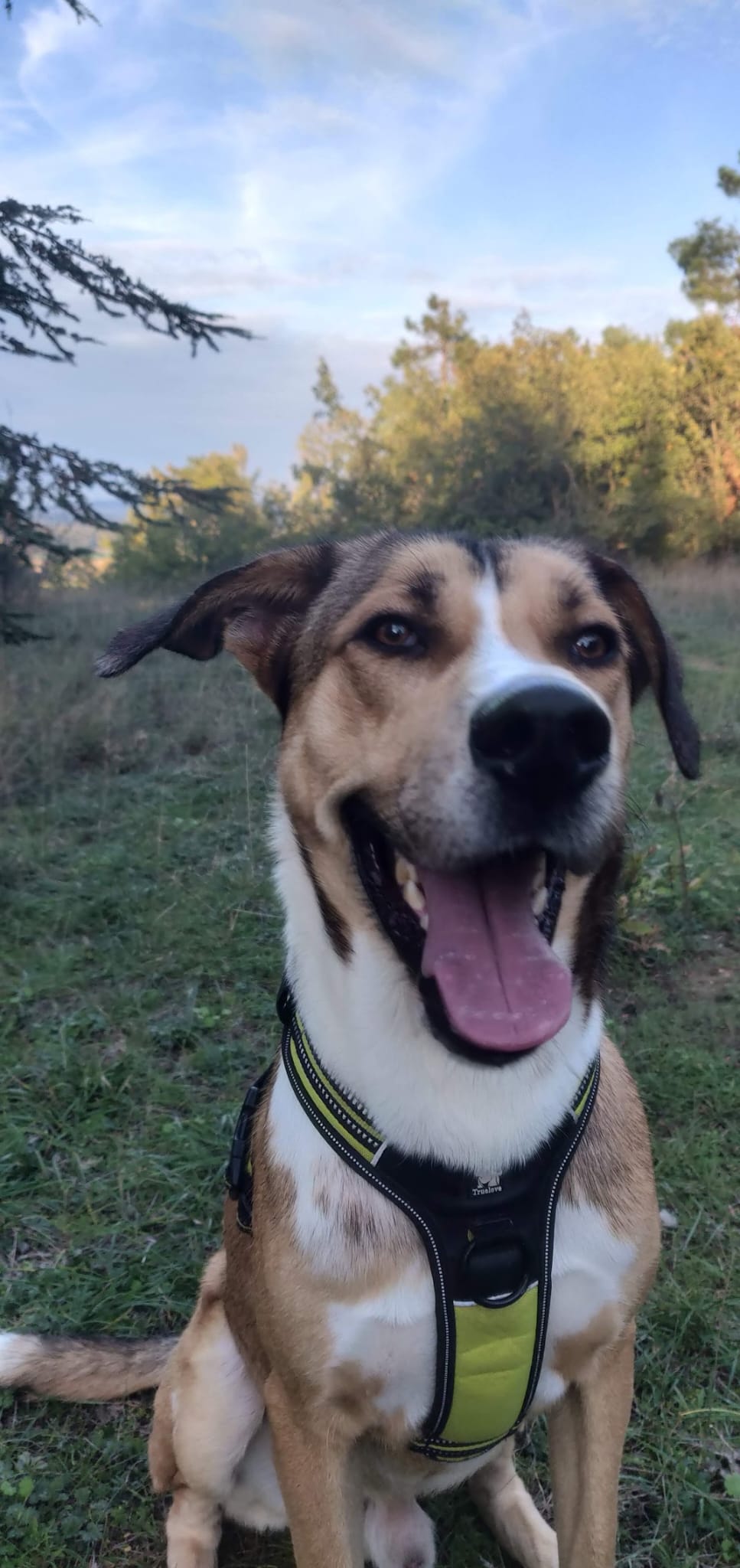 Photo de l'animal appelé Balou - L'énergie positive du groupe