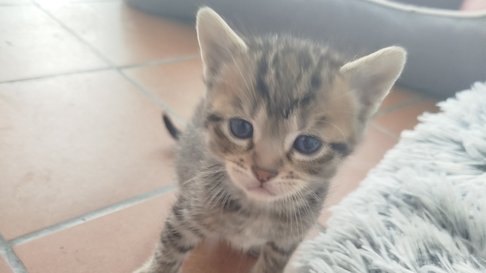 Photo de l'animal appelé Atlas - Le petit nouveau