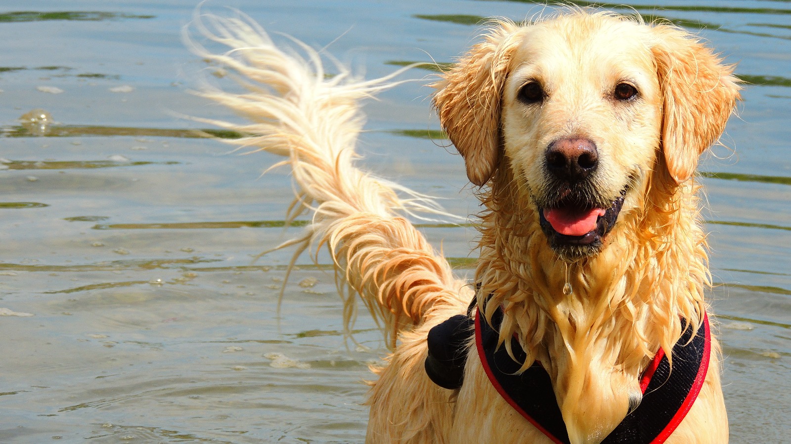 Photo de l'animal appelé Hindi - L'âme des Sourires d'Hindi