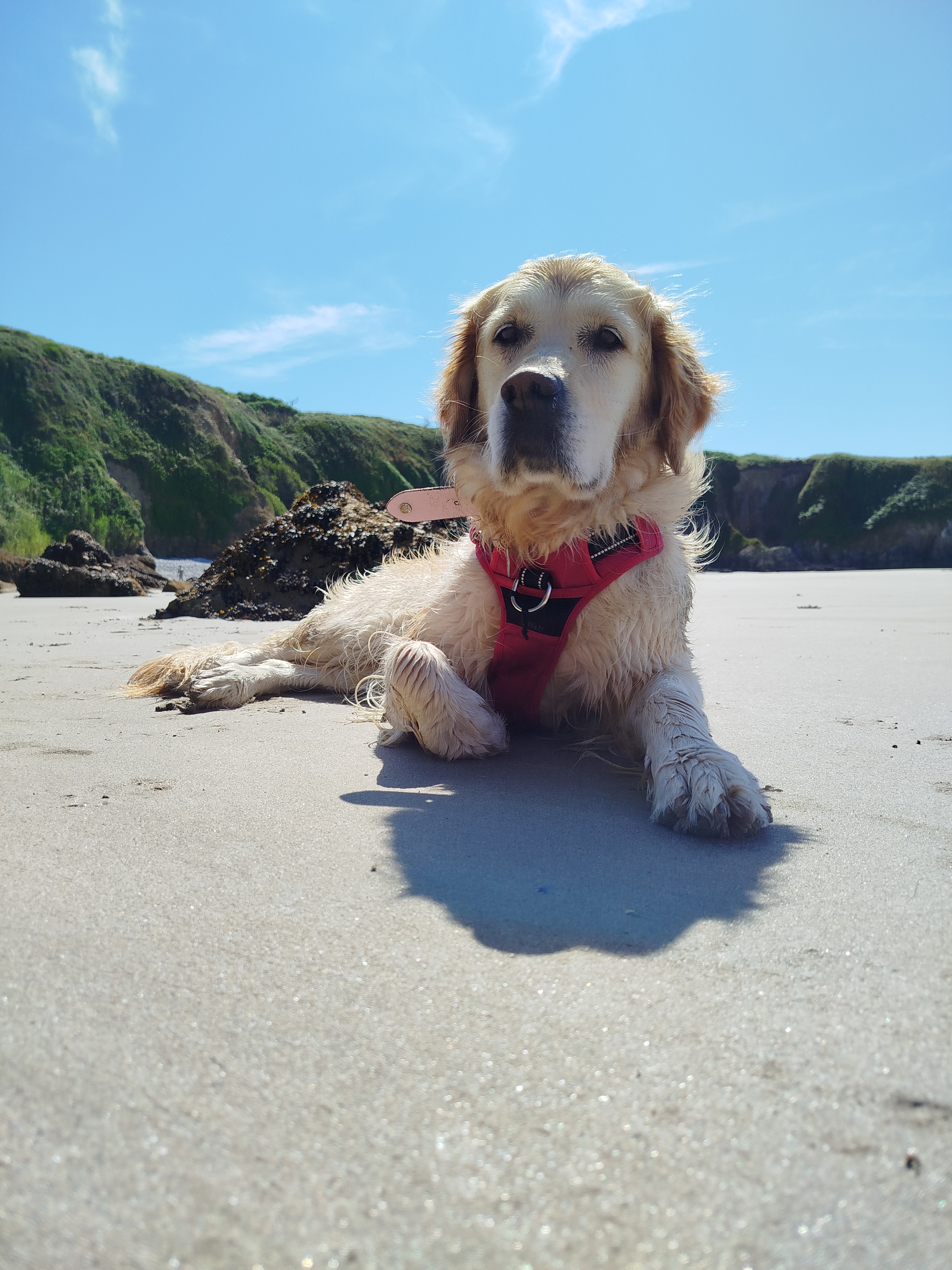 La médiation animale auprès des enfants