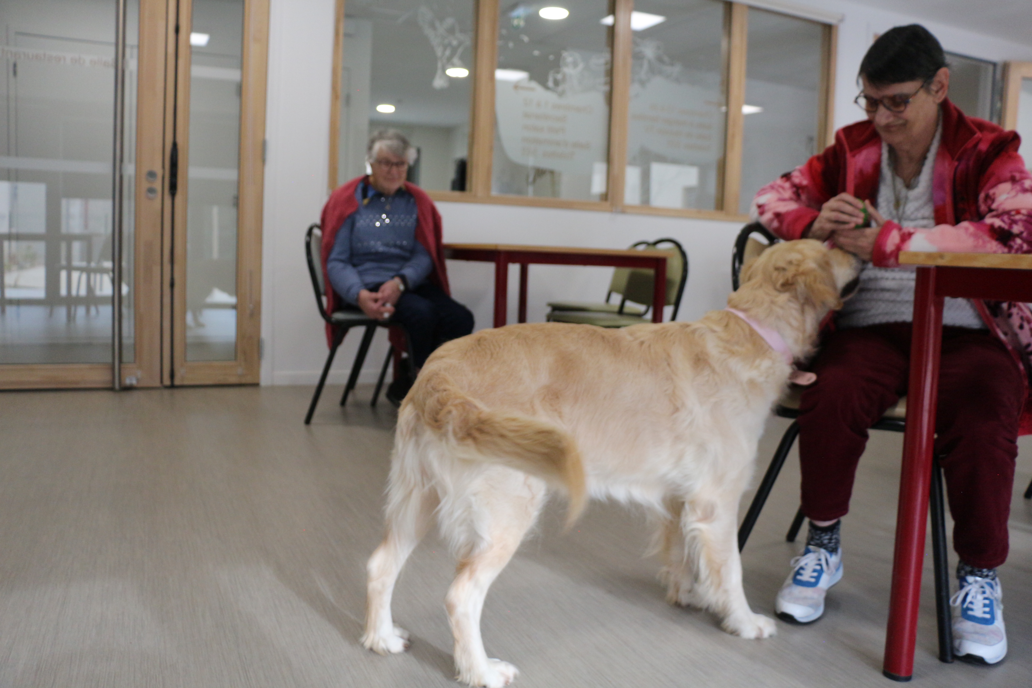La médiation animale auprès des personnes âgées